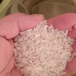 国宝桥米猫牙米，家庭常备好米