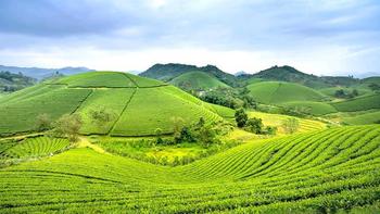 立顿vs CHALI：碎茶稳定便宜，原叶好看但可能踩雷？