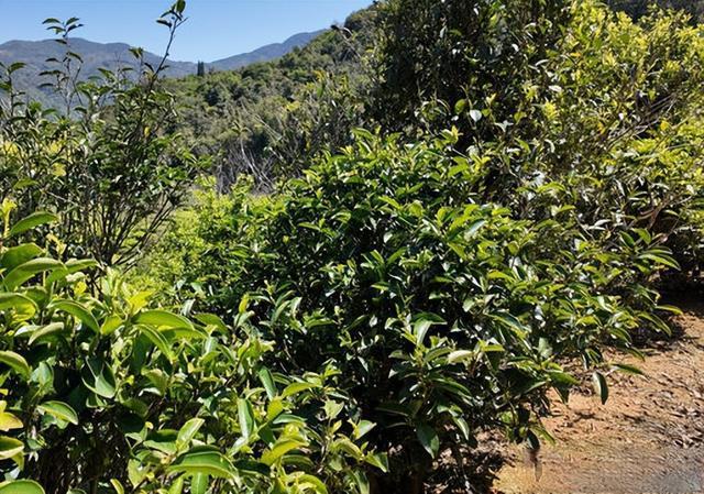 南馥鸭屎香：不惊艳但稳，适合老茶客的沉默陪伴