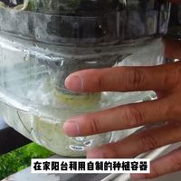 如何在阳台小院种出，番茄，包菜，空心菜。把手分享全过程