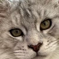新手养猫第一袋粮怎么选？5款幼猫粮品牌深度对比