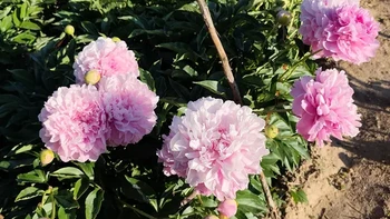 老家的芍药花