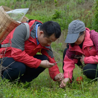 广东多地紧急预警：这种“煲汤料”实为剧毒断肠草，误食几克可致命