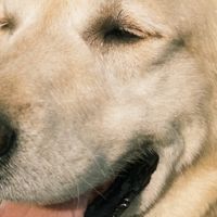 老年犬牙口不好又怕胖？5款咀嚼友好与体重管理的老年犬粮对比