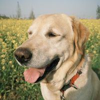 老年犬关节活动能力下降，哪些犬粮在关节营养设计上更值得比较？