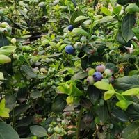 网购蓝莓总踩雷？揭秘影响新鲜度的五大关键环节