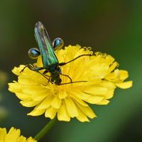 3-8岁孩子安全观察昆虫的正确打开方式