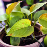 绿植叶片发黄？一文看懂原因与应对方法