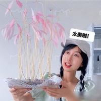 吃完荔枝别扔果核，简单水培20天，养出漂亮粉色小盆栽