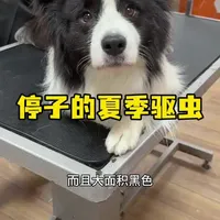夏季狗狗体外驱虫全解析：从成分原理到正确用法