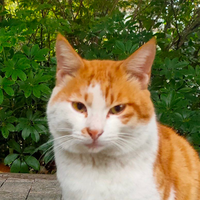 新手养猫第一款猫粮品牌怎么选？6款幼猫粮稳妥对比指南