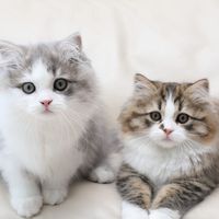 猫主食湿粮怎么选？全价湿粮品牌对比与喂养要点