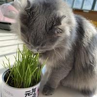 猫草片vs化毛膏：哪种更安全有效？兽医这样说