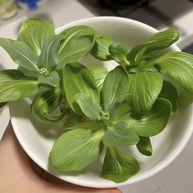 厨余变绿植：家庭废料再生种植指南