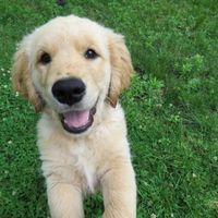 2026三款高口碑幼犬粮深度横评：谁更适合你家玻璃胃小奶狗？