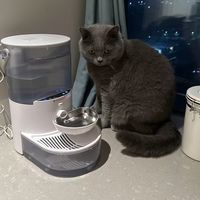 终于告别循环脏水！猫咪恒温活水饮水机太良心了😭