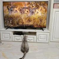 猫咪电视vs逗猫棒：哪个更解闷还不出错？