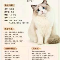 布偶猫不是省心宠物，而是高需求的情感伙伴