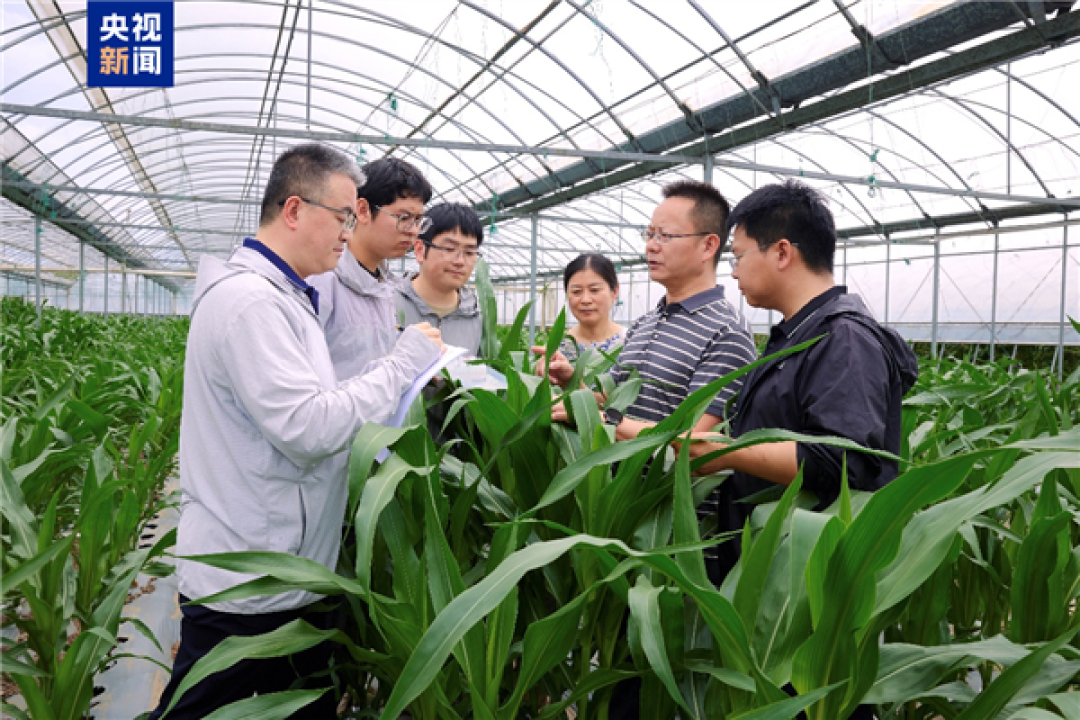降低大豆进口依赖!我国实现高蛋白玉米自主育种:成功克隆THP3-T基因