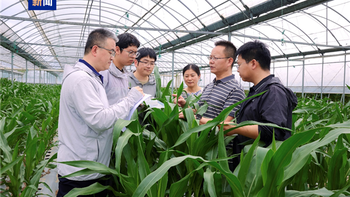 降低大豆进口依赖！我国实现高蛋白玉米自主育种：成功克隆THP3-T基因