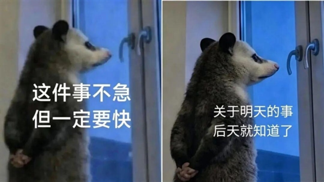 窗前背手的负鼠表情包火了!专家回应:它真不是老鼠