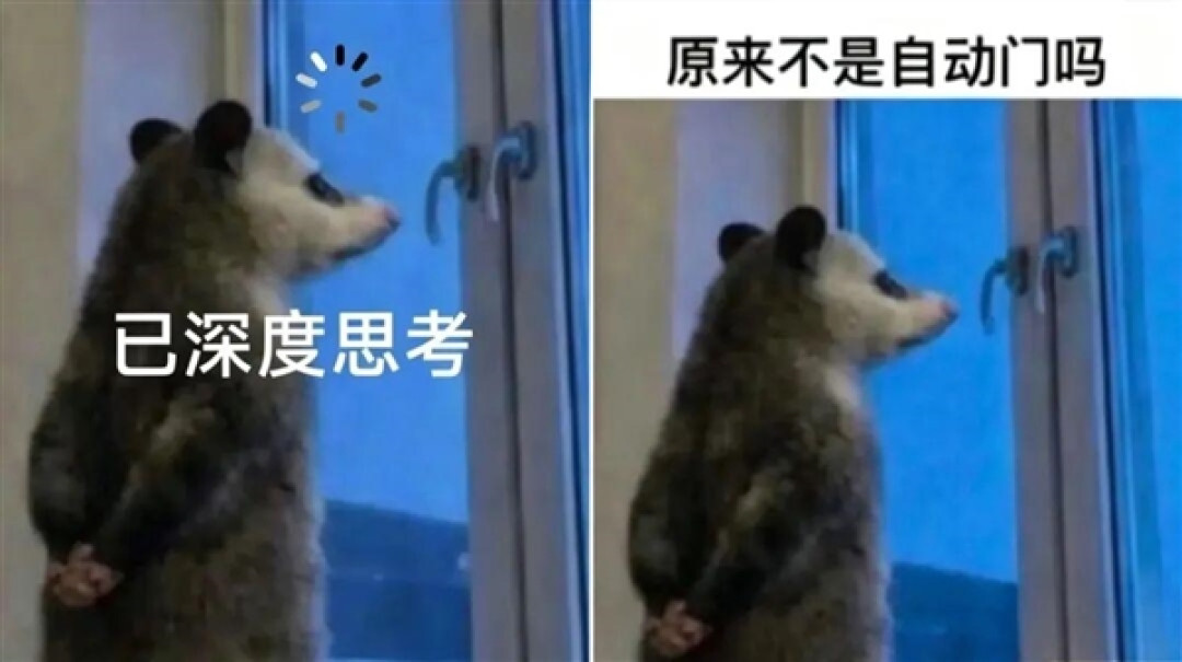 窗前背手的负鼠表情包火了!专家回应:它真不是老鼠