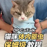 猫咪内驱喂药指南：操作步骤与注意事项
