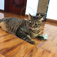 妙洁香茅粘毛器“宠物友好”？猫咪打喷嚏是身体在报警