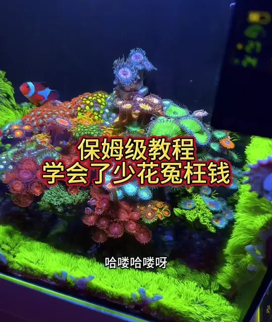 海水鱼珊瑚开缸指南：新手如何低成本入门