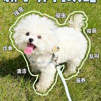 新手养狗保姆级攻略｜0️⃣基础快速上手