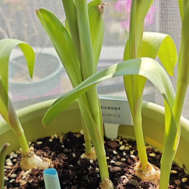 种球养花万能土✅虹越专用介质！一球多用年年复花