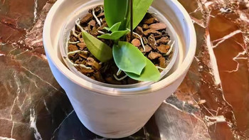 氛围感养花神器✨虹越复古陶盆！颜值实用双在线