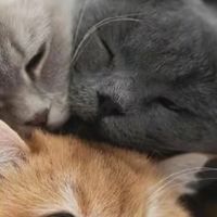 多猫家庭囤货｜皮小兽金标木薯猫砂 10kg 装，同规格性价比标杆