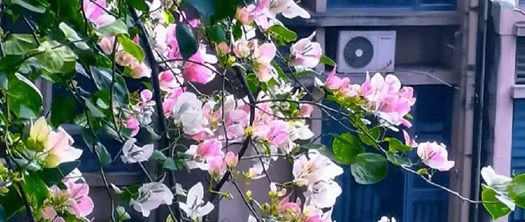 在阳台种8年三角梅，总结出3条铁律，不乱买肥照样能开成花瀑布