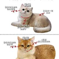 高蛋白≠真长肉!三款热门进口猫粮实测:谁让猫增肌不虚胖?