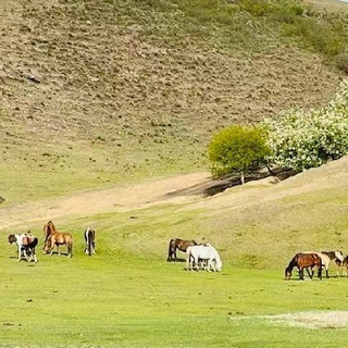 前风挡遮阳挡