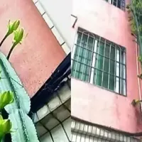 男子种出“20米高的量天尺”，沿墙壁生长，一楼种花，全楼欣赏啊