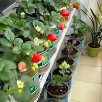 阳台种菜别乱花冤枉钱！塑料瓶vs智能箱，哪种更适合你？