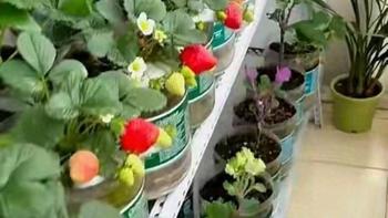 阳台种菜别乱花冤枉钱！塑料瓶vs智能箱，哪种更适合你？