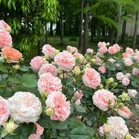 月季夏季病虫害防治全攻略：先清园再打药，通风比用药更管用
