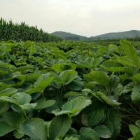 隋珠草莓苗价格两周涨近20%，种植户该如何避坑捡漏？
