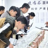 崂山绿茶vs红茶怎么选？一篇看懂鲜爽与醇厚的真正区别