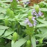 夏枯草和蒲公英都能散结？用错反而伤身！一文看懂怎么选