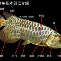 60-80cm鱼缸滤桶怎么选？三大品牌实测对比，避坑指南来了