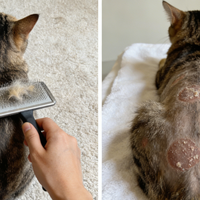 猫粮真能治掉毛？别被“美毛”忽悠了，先搞清你家猫掉的是哪种毛