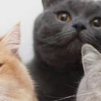 深度实测｜除臭才是猫砂核心刚需！皮小兽沸石猫砂凭什么值得入手