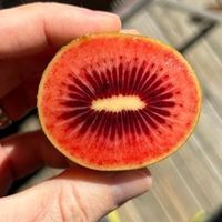 佳沛红肉奇异果推新品种Red80，供应期延长至13周