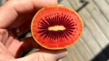 佳沛红肉奇异果推新品种Red80，供应期延长至13周