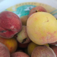 摘了一筐毛桃，吃得满手流汁，这才叫幸福🍑