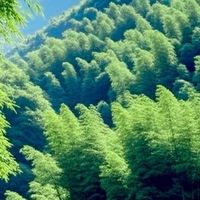 西双版纳纯玩无购物团真能实现吗？